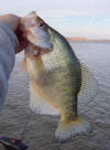 Kansas Crappie - Another falls prey to Crappie Magic Custom Crappie Tackle
