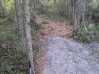 NCM 0327  Had to turn free stairs to clear tree. Hadn&#39;t planned on the landing, and rather than have 4 feet between stairs and tree, you kinda ran into it as you stepped off the stairs.