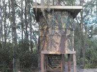 NCM 0331  Standing by itself.