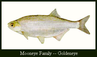 JPG -- Picture of a Goldeye.