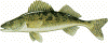 North Dakota Walleye Fishing